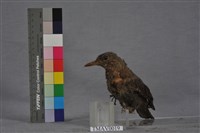 Blue Rock Thrush Collection Image, Figure 5, Total 8 Figures